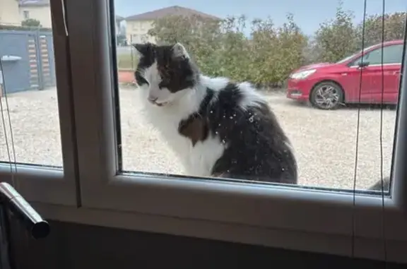 Chat errant trouvé près de l'école Savigneux - photo