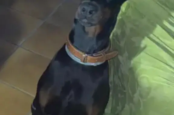 Chien perdu Lézignan-la-Cèbe, photo : Chienne 1 an perdue à Lézignan-la-Cèbe