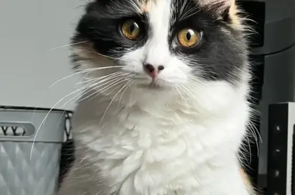 Animaux perdus , photo: Urgent : Chat tricolore perdu à Champagnac