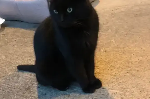 Petite chatte câline trouvée à Bagnères - photo