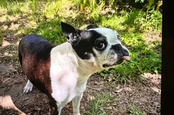 Animaux perdus Coutras, photo: Gylo, Boston terrier aveugle disparue