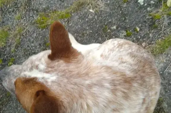 Chien errant trouvé à St Victor sur Rhins - photo