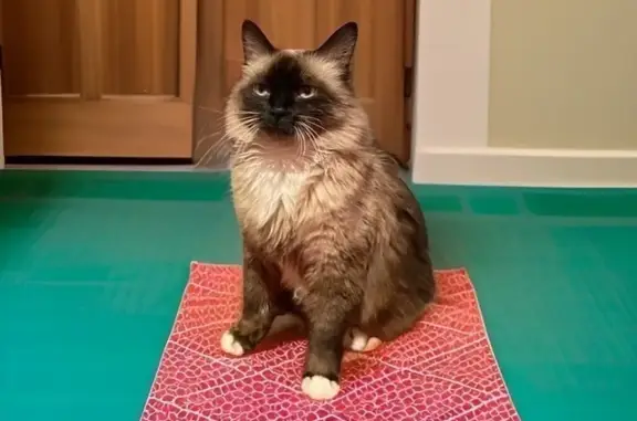 Help Find Simba: Lost Himalayan Cat