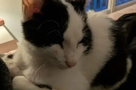 Chat trouvé Dijon, photo: Chaton noir et blanc trouvé à Dijon