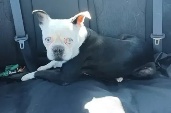 Found: Friendly Boston Terrier in Acworth