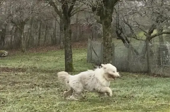 Chien trouvé Boiscommun, photo: Deux chiens trouvés à Boiscommun