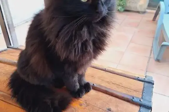 Chat noir 5 ans perdu à Aubenas - photo