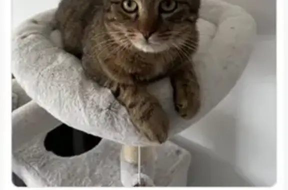 Chat perdu à Mâcon, sans queue, récompense - photo