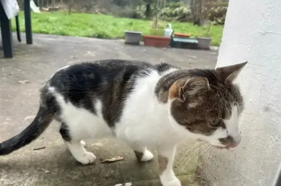 Animaux trouvés , photo: Chat trouvé à Boqueho, cherche propriétaire