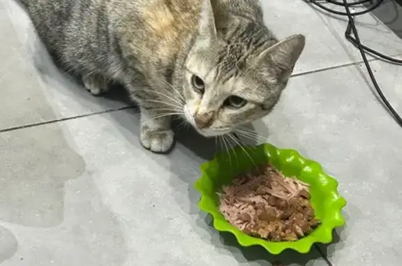 Chatte jeune et gentille trouvée à Nice - photo