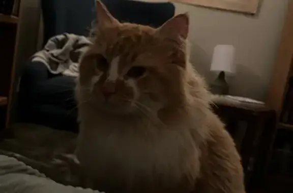 Lost Orange/White Cat in Nashville Area