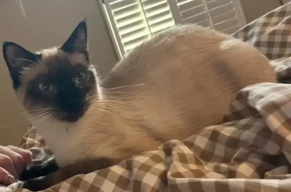 Lost Siamese Kitten: Naomi Missing!