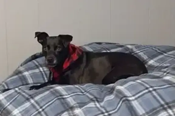 Lost Black Chihuahua: Green Co...