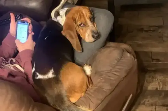 Lost Basset Hound in Ardmore -...