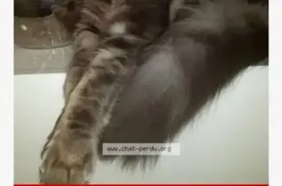 Chat perdu, Échirolles, photo: Chat Maine Coon perdu à Échirolles