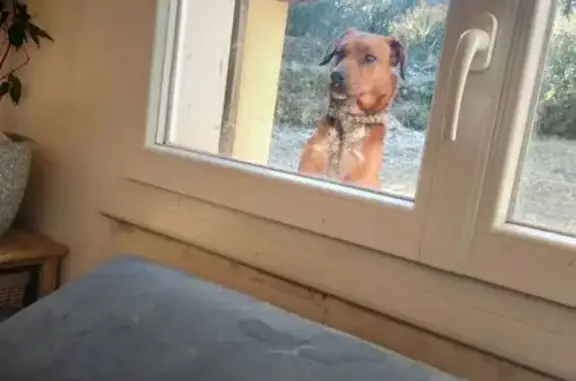 Chien fauve trouvé, fourrière Deaux - photo