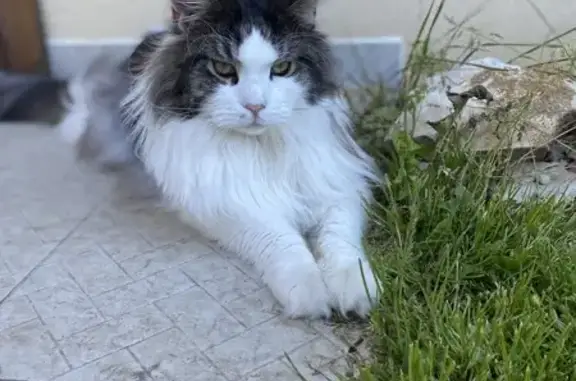 Chat perdu, Brienne-le-Château, photo: Chat Maine Coon perdu à Brienne-le-Château