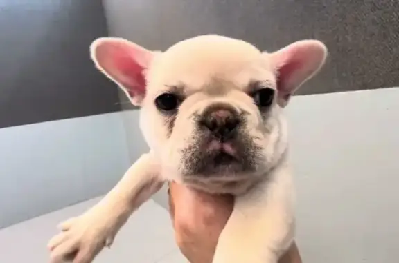 Lost Frenchie from BlueHaven Breeders