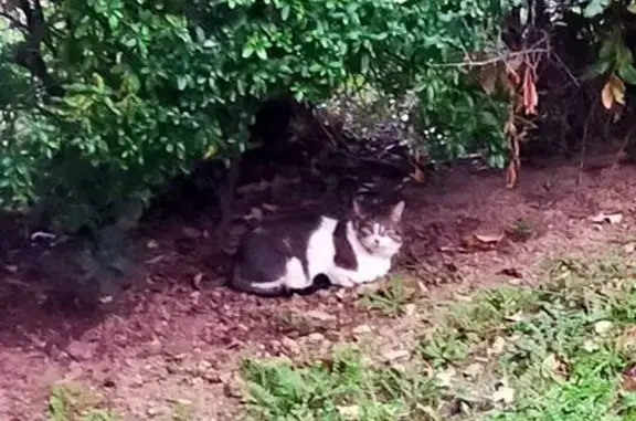 Chat blessé trouvé sur balcon à Toulon - photo
