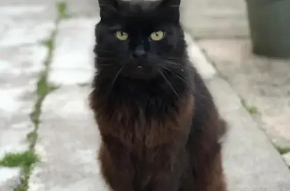 Animaux perdus Ligny-en-Barrois, photo: Chat noir Angora 18 ans perdu à Ligny