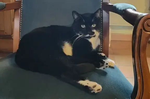 Animaux perdus Asnières-sur-Seine, photo: Chat disparu à Asnières-sur-Seine