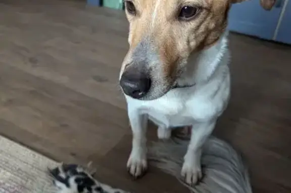 Animaux trouvés , photo: Chien Jack Russel trouvé à Saint-Dizant-du-Gua