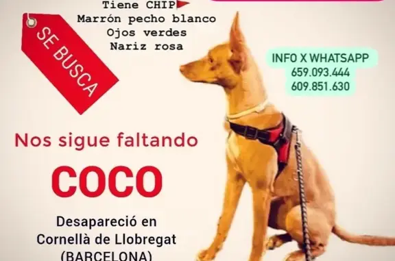 Perros perdidos, , foto: ¡Ayuda! Buscamos a Podenco perdido en Cornellà