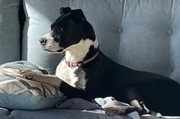 Help Find Zoey: Missing Boxer/Pit Mix