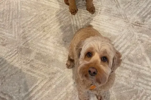 Lost Cockapoo Rosie in Prior Lake