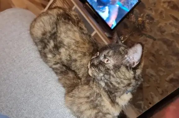 Chat écaille disparu à Donzenac - photo