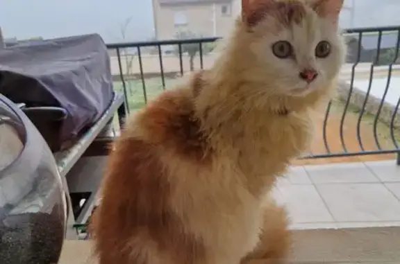 Animaux perdus Charnay-lès-Mâcon, photo: Chaton roux et blanc disparu à Charnay