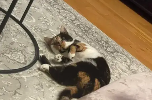Animaux perdus Bièvres, photo: Chat écaille perdu, peureux à Bièvres
