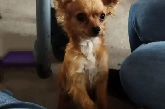 ¡Perro Chihuahua perdido en Chimalhuacán!