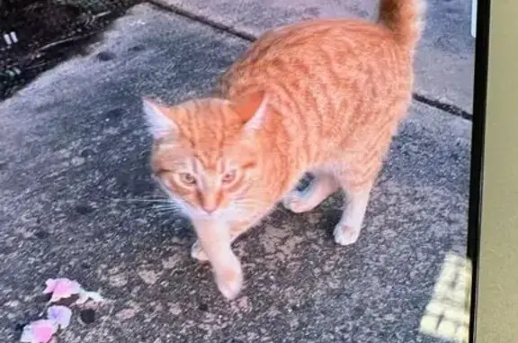 Lost: Ginger, 5-Yr-Old Cat in...