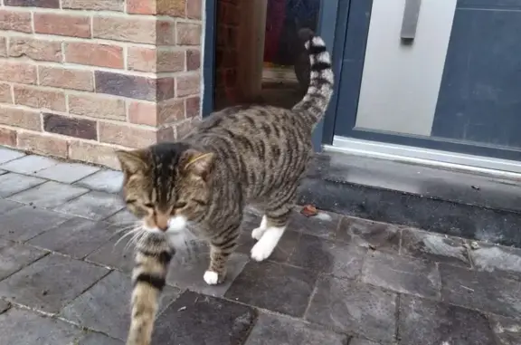 Chat mâle tigré/blanc trouvé à Roost-Warendin - photo