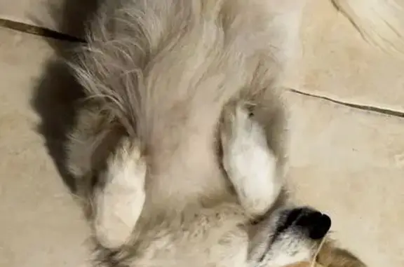 Chien croisé Spitz trouvé à Cormontreuil - photo
