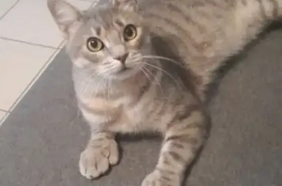 Animaux perdus Nouvelle-Aquitaine, photo: Chat gris tigré disparu à Bordeaux