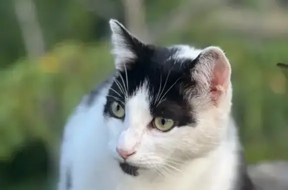 Chat disparu à Tournon-sur-Rhône - photo