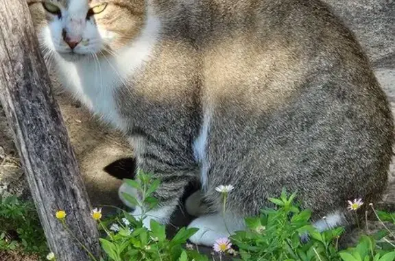 Chat mâle craintif trouvé à Cognac - photo
