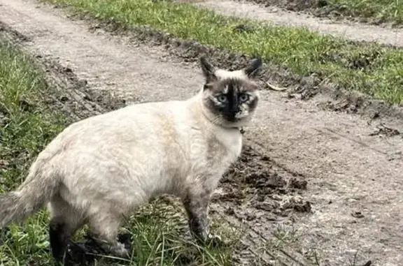 Animaux perdus Bègles, photo: Chatte siamoise disparue à Bègles