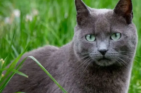 Chat gris 4 ans perdu à Donzenac - photo