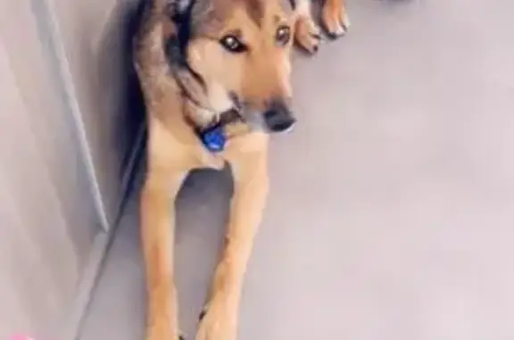 Chien perdu Clermont-Ferrand, photo : Malinois 16 ans perdu Allée Traversière
