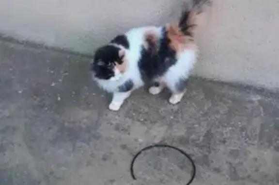 Animaux trouvés , photo: Chat trouvé Rue des Écoliers, Le Grais