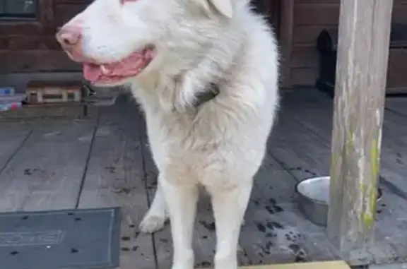 Friendly White Dog Found on Br...