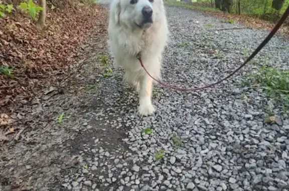 Lost Elderly Great Pyrenees - Mineral Bluff