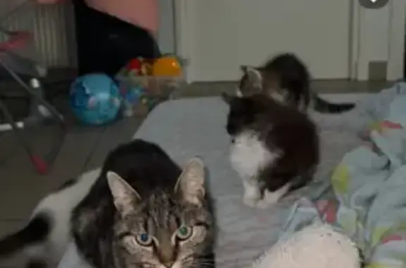 Chat perdu, Blavozy, photo: Chat enceinte disparu à Blavozy