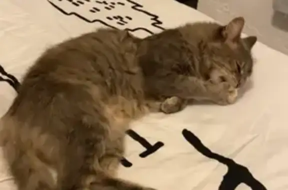 Chat perdu, , photo: Chatte grise Aya perdue au Chay