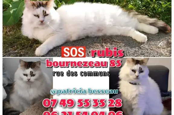 Chat perdu, Bournezeau, photo: Chatte disparue à Bournezeau