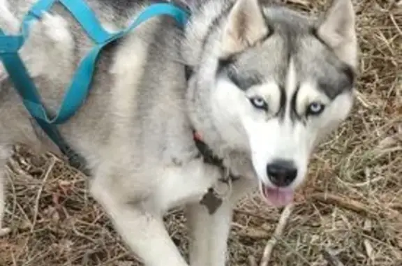Animaux perdus Cuers, photo: Husky Raven perdue à Cuers lundi après-midi
