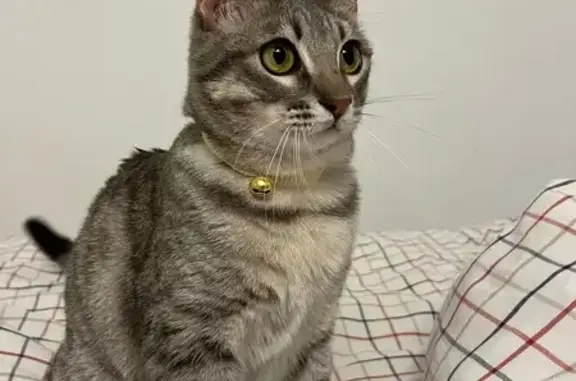 Animaux perdus , photo: Sookie, chatte grise perdue à Grignan